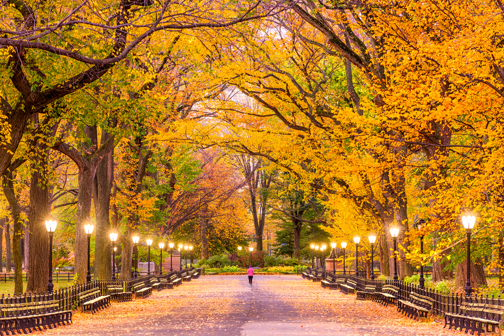 Dia do Fotógrafo e o Dia Nacional da Fotografia: Central Park - Nova York - Estados Unidos shutterstock 711159319