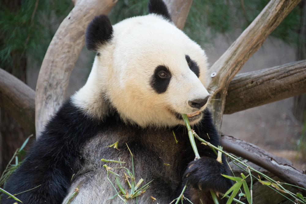 Zoológico de San Diego - San Diego - Estados Unidos | Crédito: Shutterstock.com