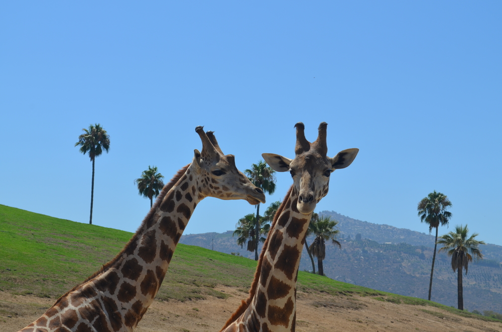 Zoológico de San Diego - Estados Unidos | Crédito: Shutterstock.com