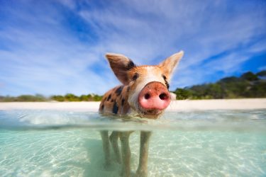 Exuma - Bahamas - Bahamas | Crédito: Shutterstock