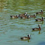 Lago dos Patos - Guarulhos - São Paulo | Crédito: Sidnei Barros / Prefeitura Municipal de Guarulhos