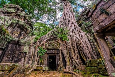 Ta Prohm - Camboja | Crédito: Shutterstock