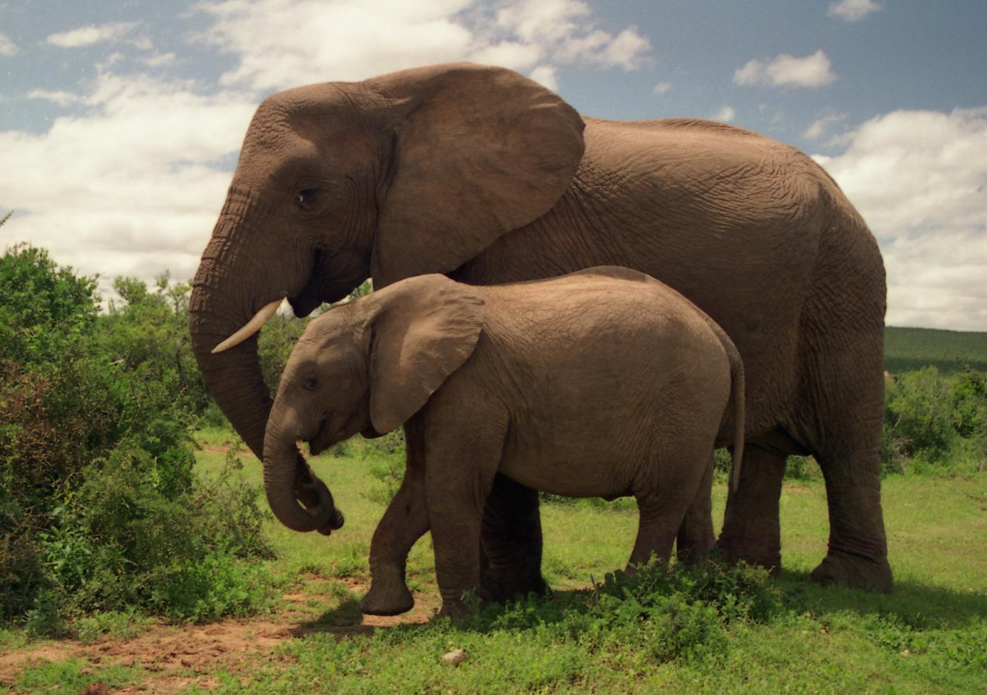 Addo Elephant National Park – Porto Elizabeth – África do Sul | Crédito: Brian Snelson