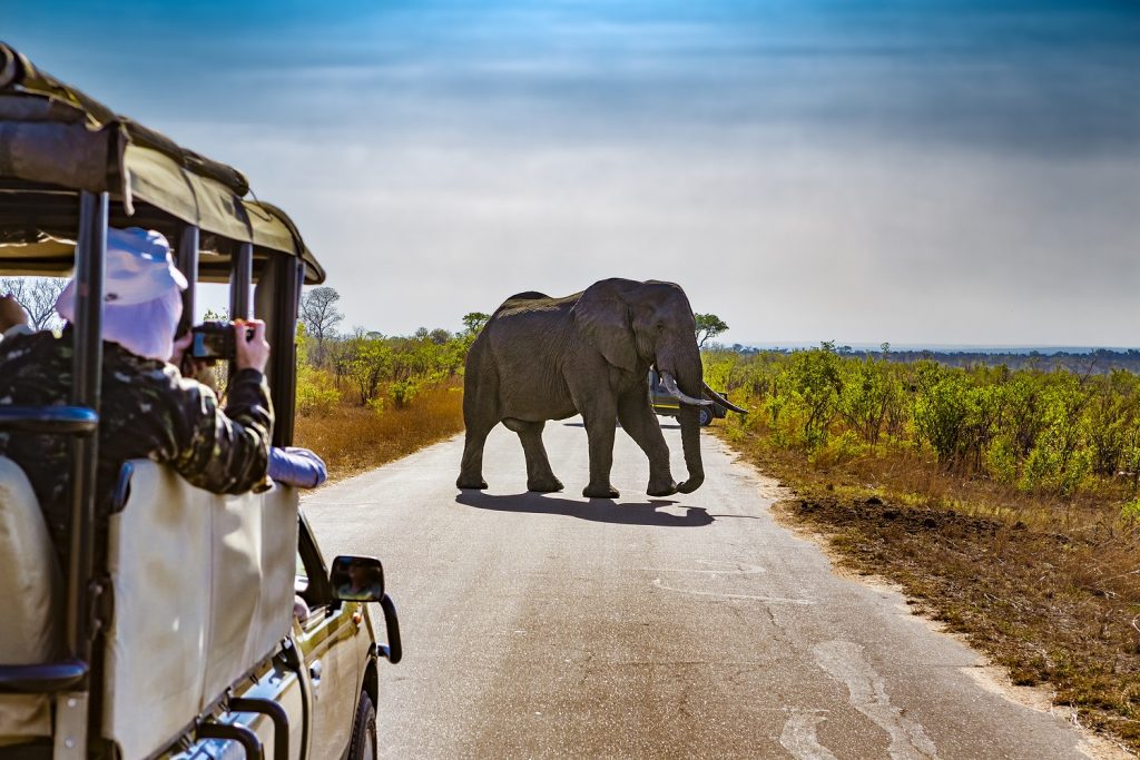 Parque Nacional Kruger - África do Sul | Crédito: Shutterstock