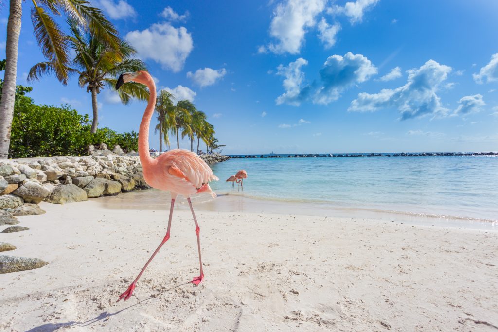 Aruba: um paraíso a perder de vista  Segue Viagem