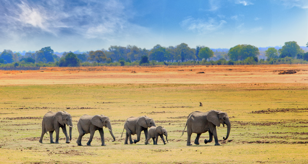 Se amarra em bebês elefantes e na paisagem extraordinária da Zâmbia, na África? Anote aí uma sugestão de filme para viajar sem sair de casa: "Resgate do Coração" | Crédito: Shutterstock