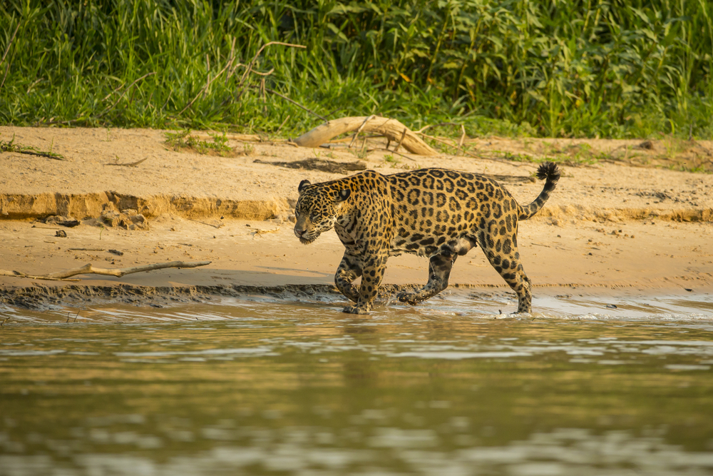 Pantanal Tudo O Que Você Precisa Saber Sobre O Destino Segue Viagem 3088