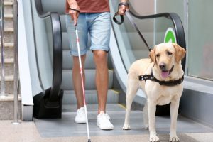 Passageiros com deficiência: cães-guias são bem-vindos nos aviões, pois dão uma força e tanto para deficientes visuais | Crédito: Shutterstock